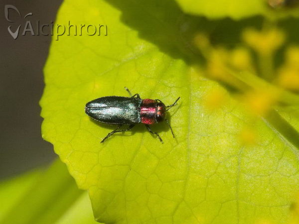 Anthaxia nitidula