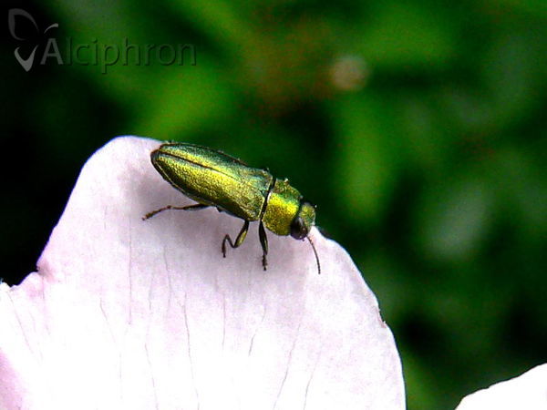 Anthaxia podolica