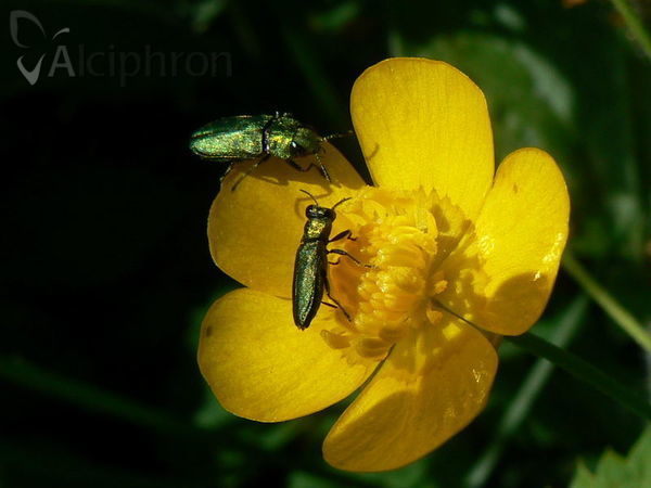 Anthaxia podolica