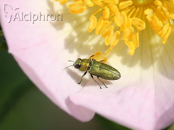 Anthaxia cichorii