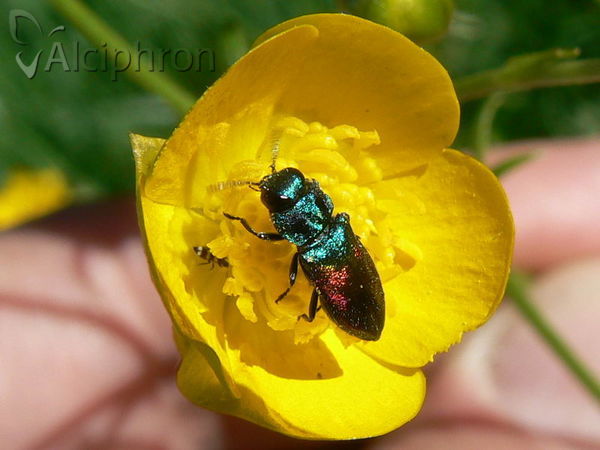 Anthaxia olympica