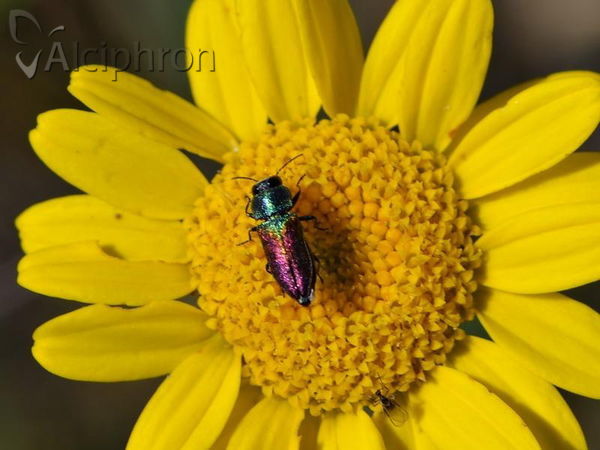 Anthaxia olympica