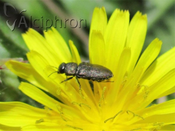 Anthaxia godeti
