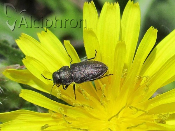 Anthaxia godeti