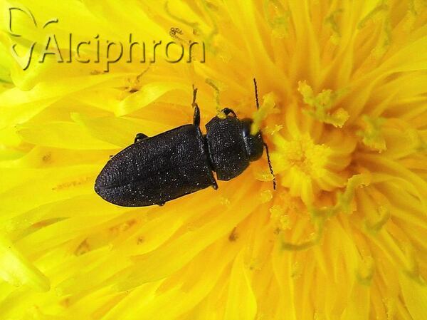 Anthaxia helvetica