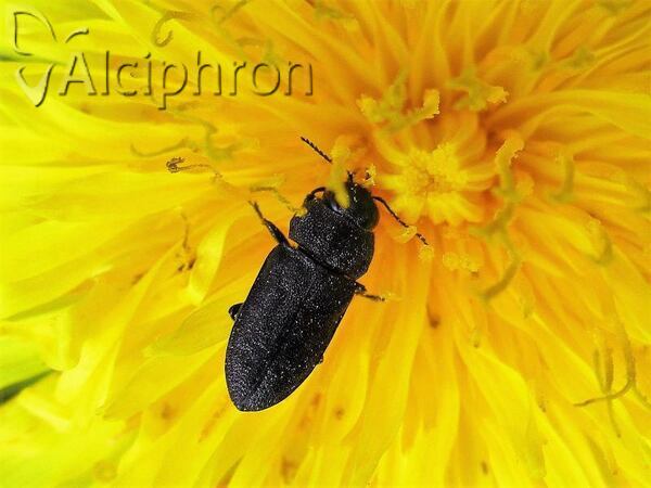 Anthaxia helvetica