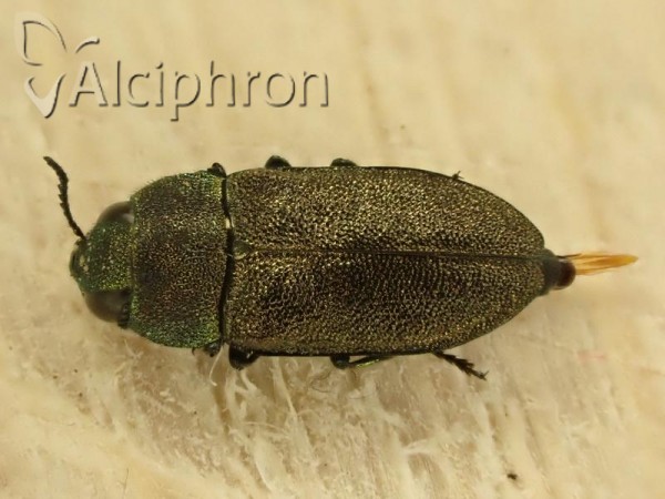 Anthaxia helvetica