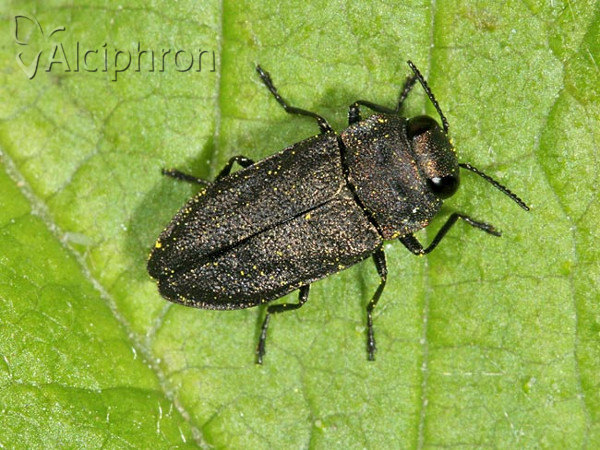 Anthaxia quadripunctata
