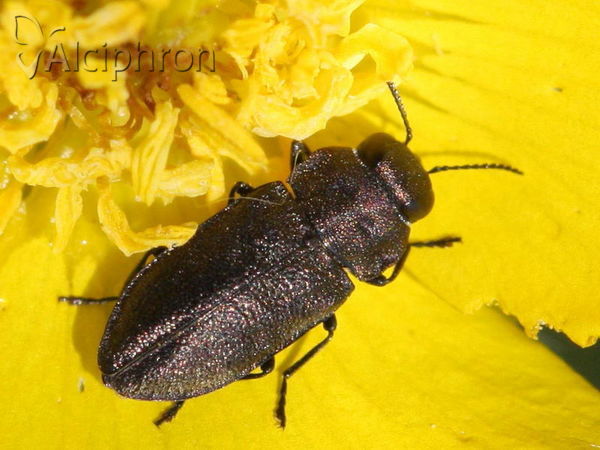 Anthaxia quadripunctata