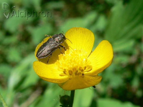 Anthaxia quadripunctata