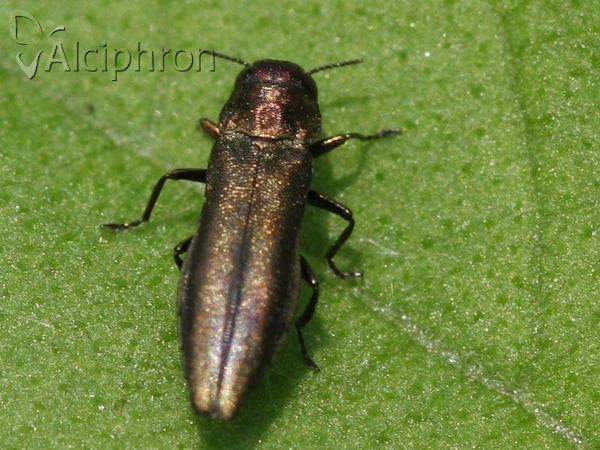 Anthaxia quadripunctata