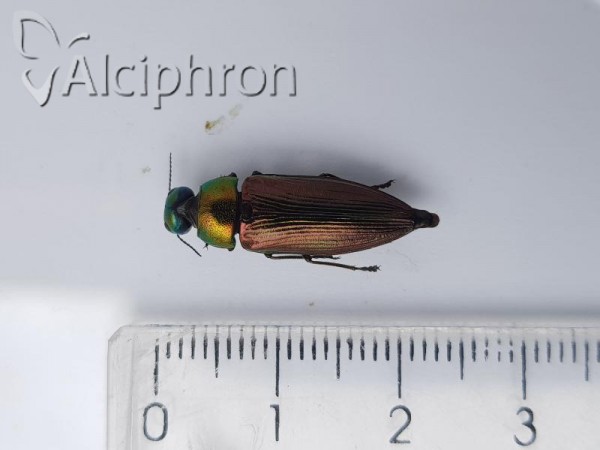 Eurythyrea austriaca