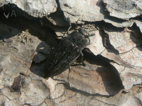 Buprestis dalmatina