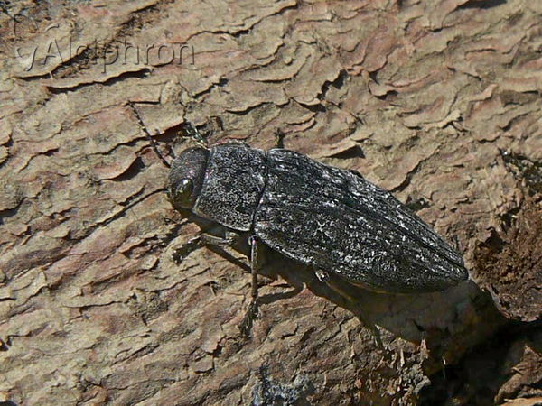 Buprestis dalmatina