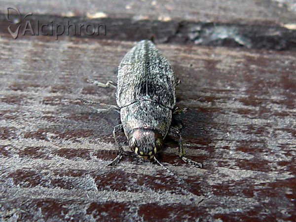Buprestis dalmatina