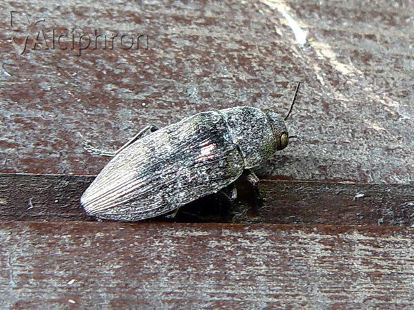 Buprestis dalmatina
