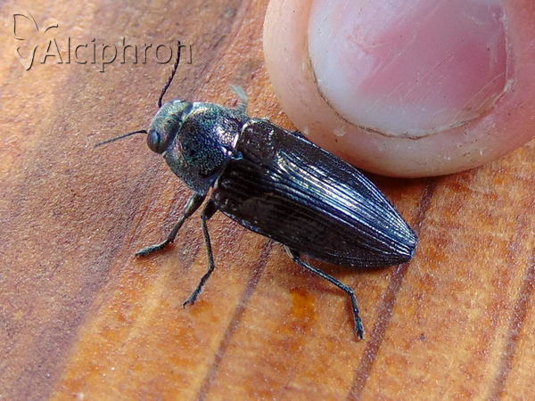 Buprestis haemorrhoidalis