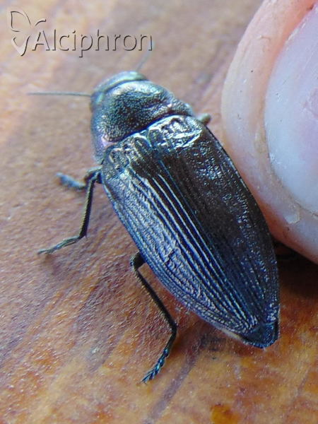 Buprestis haemorrhoidalis