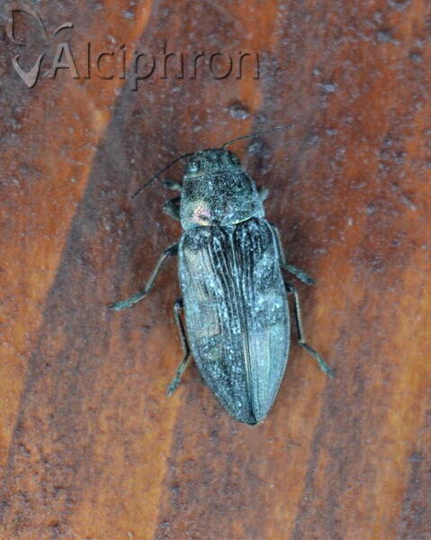 Buprestis haemorrhoidalis