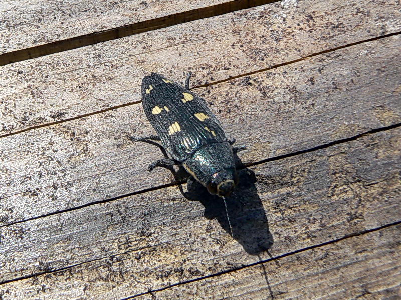 Buprestis novemmaculata