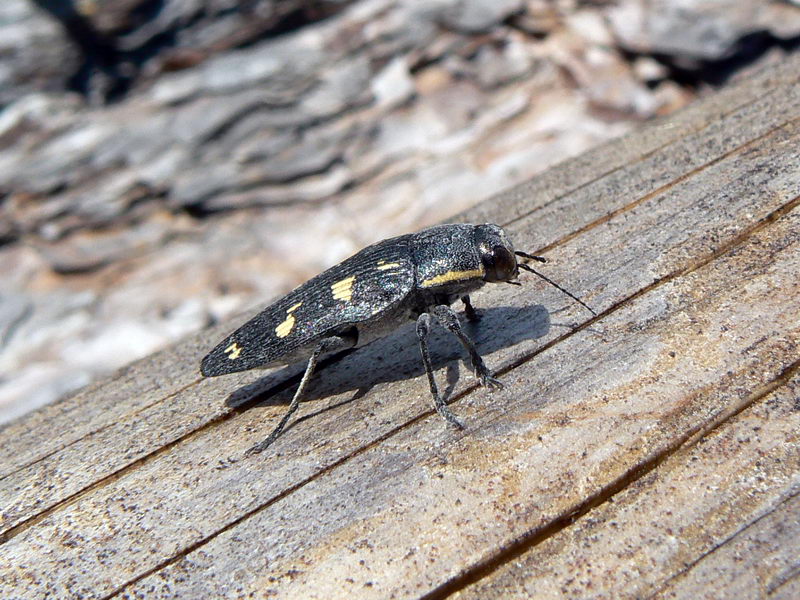 Buprestis novemmaculata