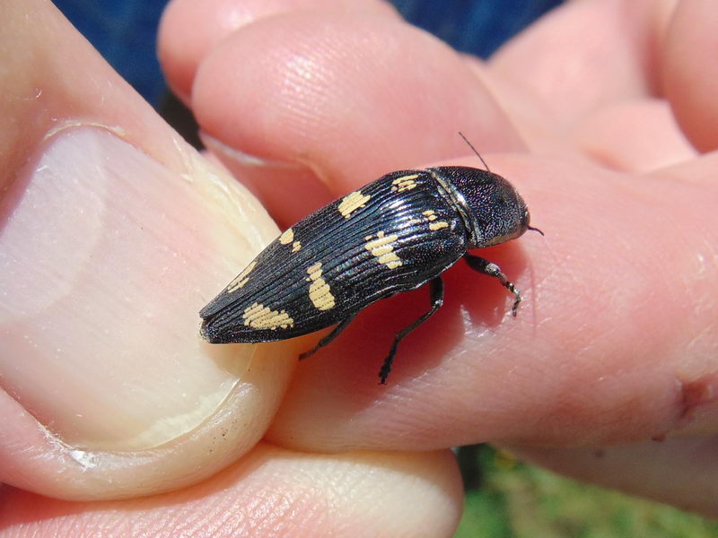 Buprestis novemmaculata