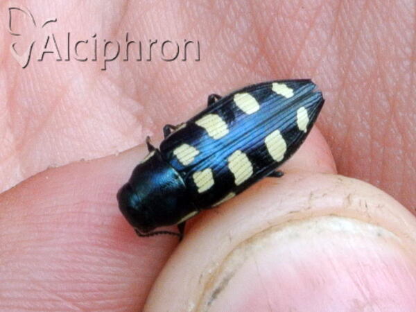 Buprestis octoguttata