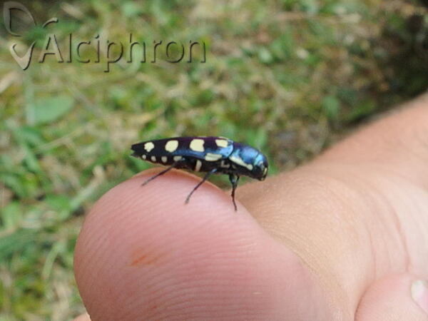 Buprestis octoguttata