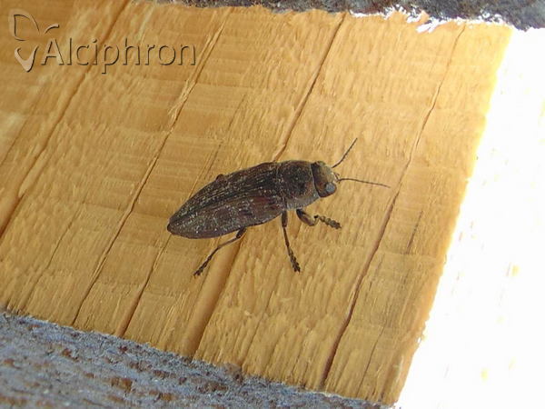 Buprestis rustica