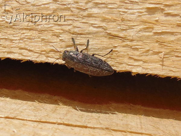 Buprestis rustica