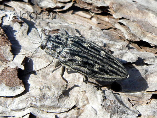 Chalcophora mariana