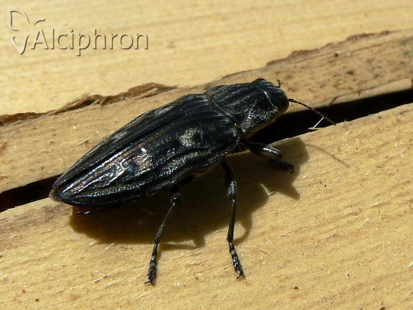 Chalcophora mariana