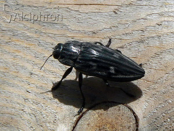 Chalcophora mariana