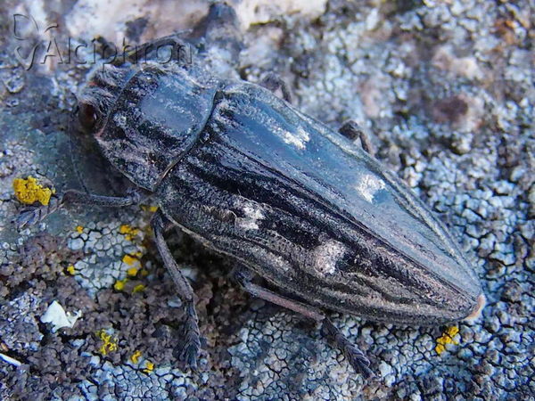 Chalcophora mariana