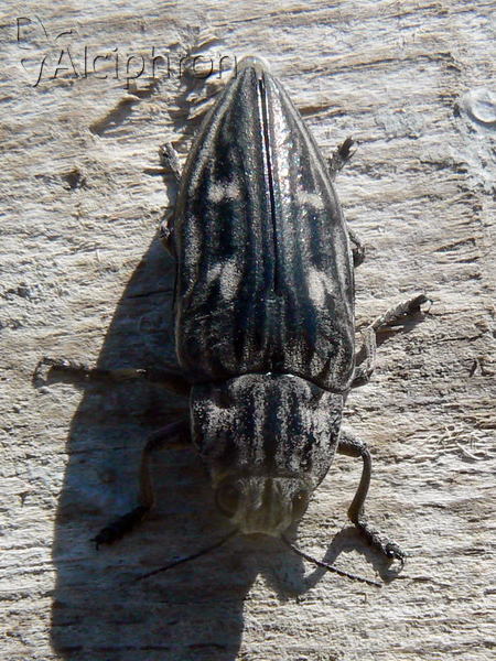 Chalcophora mariana