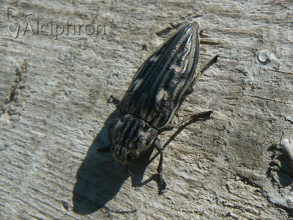 Chalcophora mariana