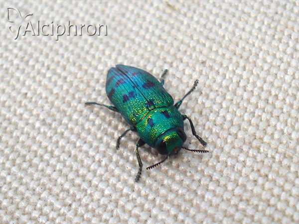 Ovalisia festiva