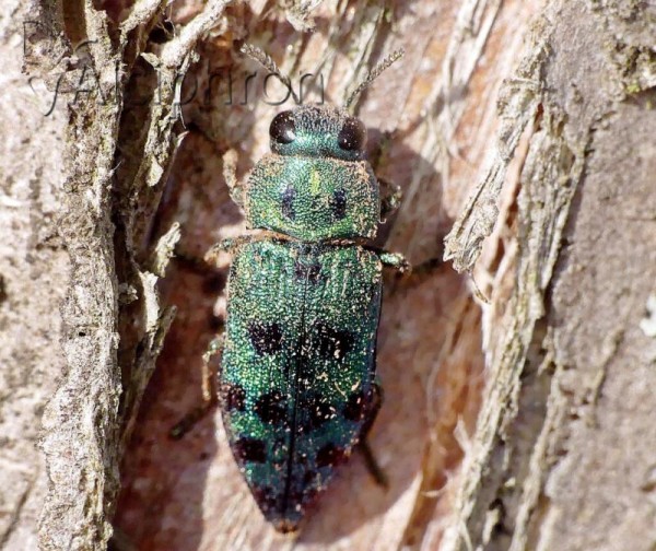 Ovalisia festiva