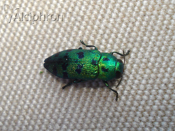 Ovalisia festiva