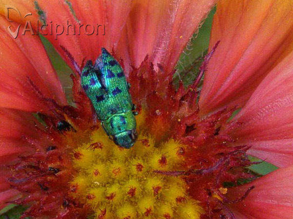 Ovalisia festiva