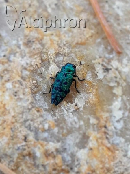 Ovalisia festiva