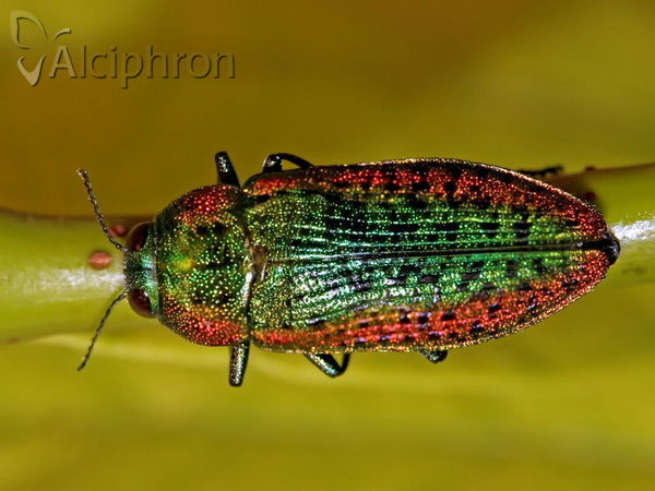 Ovalisia mirifica