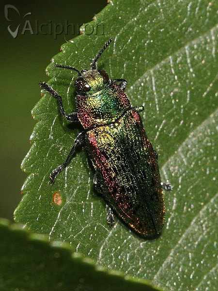 Ovalisia mirifica