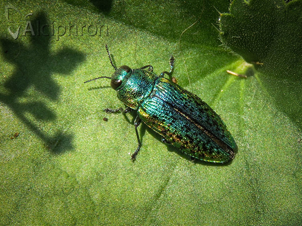 Ovalisia rutilans