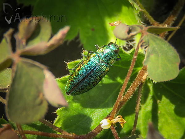 Ovalisia rutilans