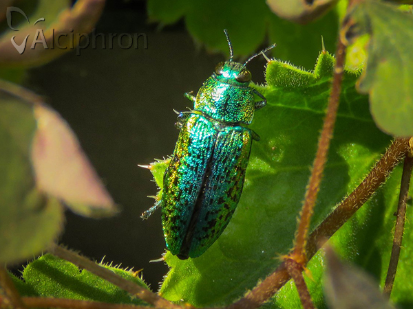 Ovalisia rutilans