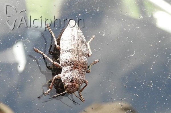 Dicerca aenea