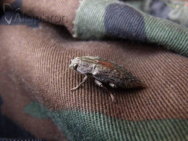Dicerca alni