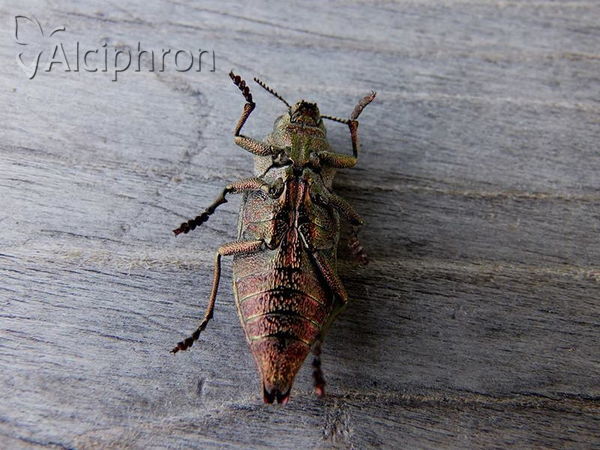 Dicerca alni