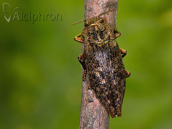 Dicerca alni